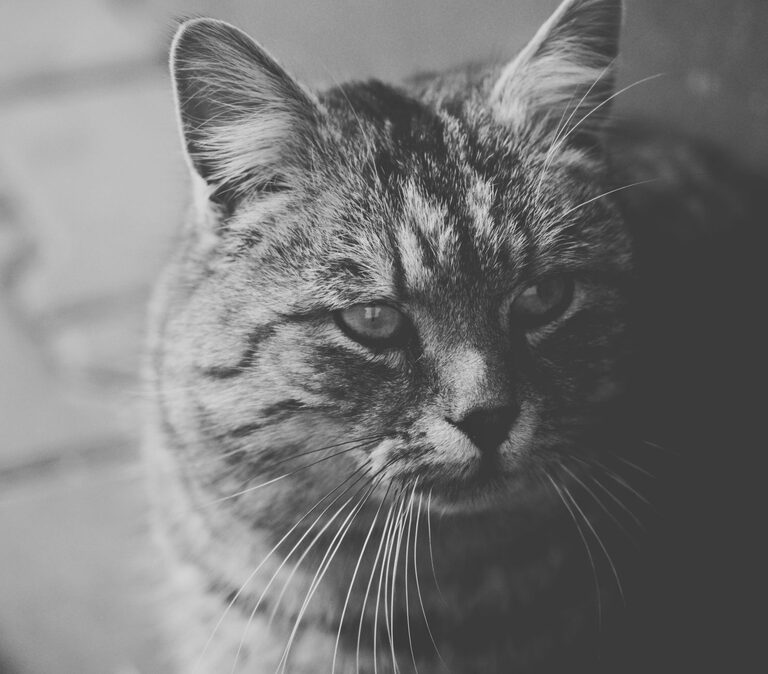 Fotografowanie domowych potraw jako nowe hobby